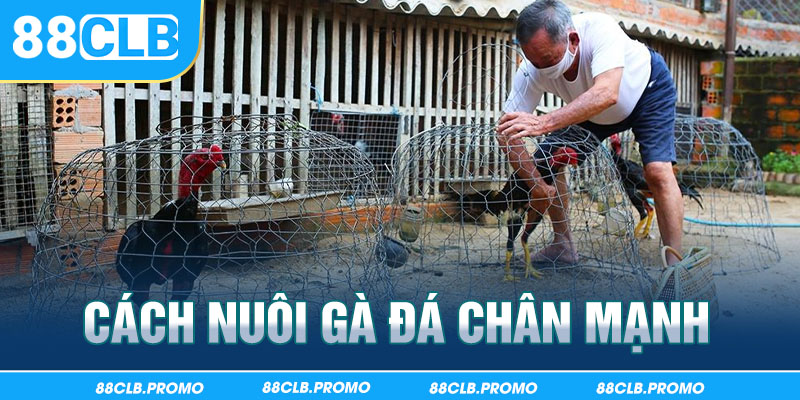 Cách nuôi gà đá chân mạnh