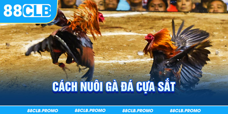 Cách Nuôi Gà Đá Cựa Sắt